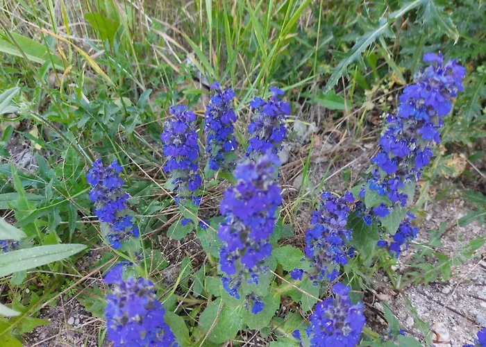 Terra Complex -d6 - Balkan Private Apartment-spa Sking Golf And Relax Apartment *