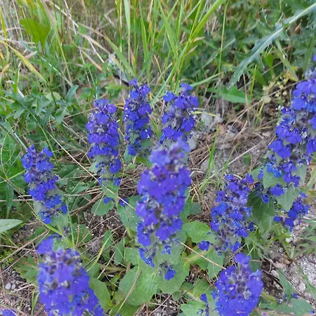 Terra Complex -d6 - Balkan Private Apartment-spa Sking Golf And Relax Апартаменты *